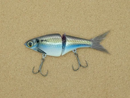 minnow threadfin
